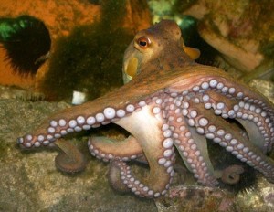 octopus-500x427